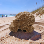 Desert Rose