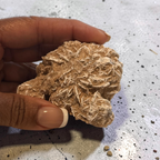 Desert Rose